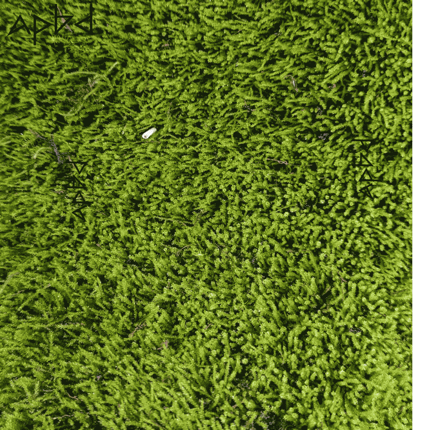 Terrarium Sheet Moss Type-1 (Easy Care - 10x8 Inch) | Live Moss for Terrariums & Paludariums | Bangladesh (BD) | Price: 1500 TK