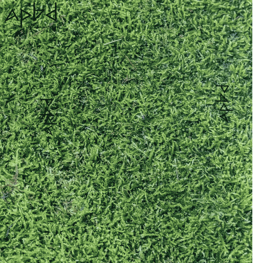 Terrarium Sheet Moss Type-3 (Easy Care - 10x8 Inch) | Live Moss for Terrariums & Paludariums | Bangladesh (BD) | Price: 1500 TK
