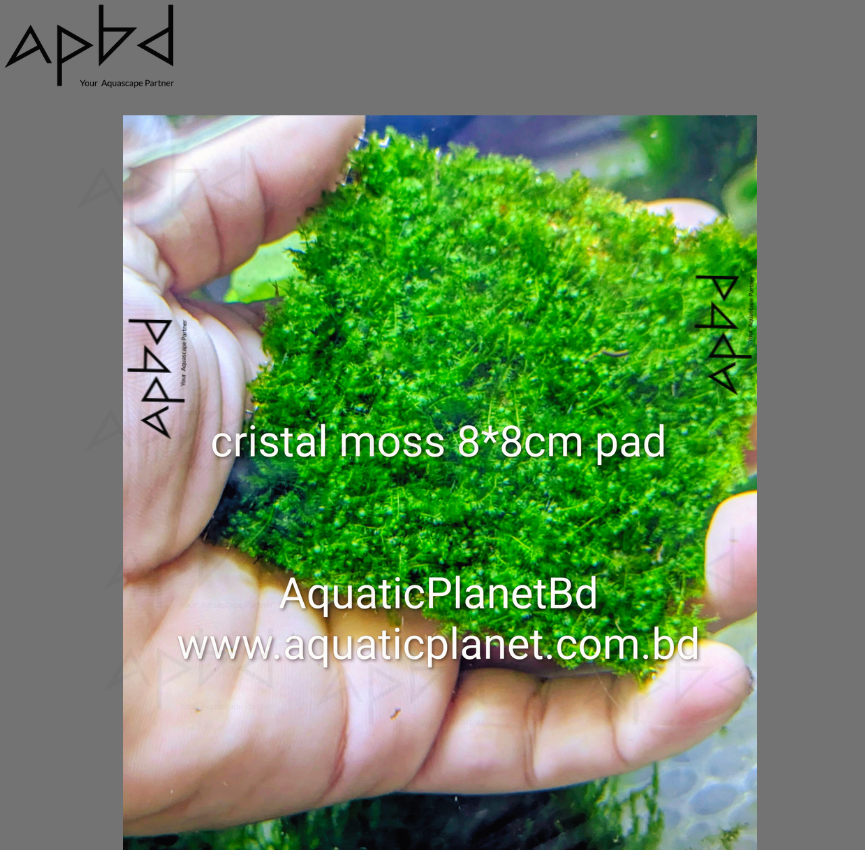 CRISTAL MOSS