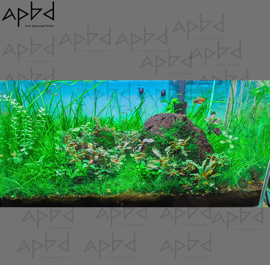 Premium 2ft Nature Aquascape | Hairgrass Carpet & Rare Bucephalandra | Complete High-Tech Setup