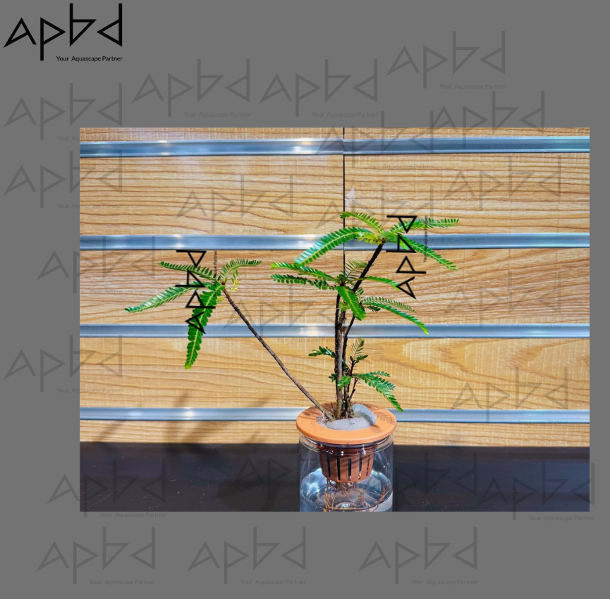 Phyllanthus hainanensis Merr. | Premium Bonsai Variant | Perfect for Riparian & Paludarium | Small Pot | Price: 3000 TK