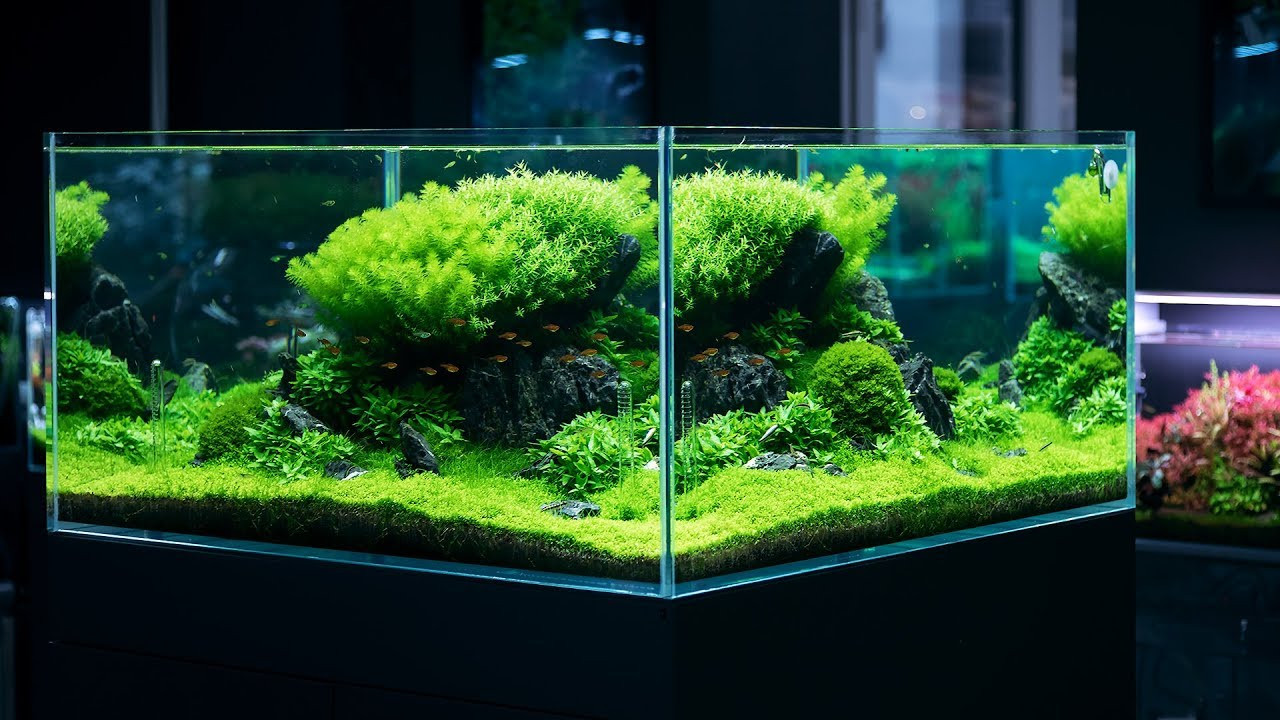 Planted Aquarium