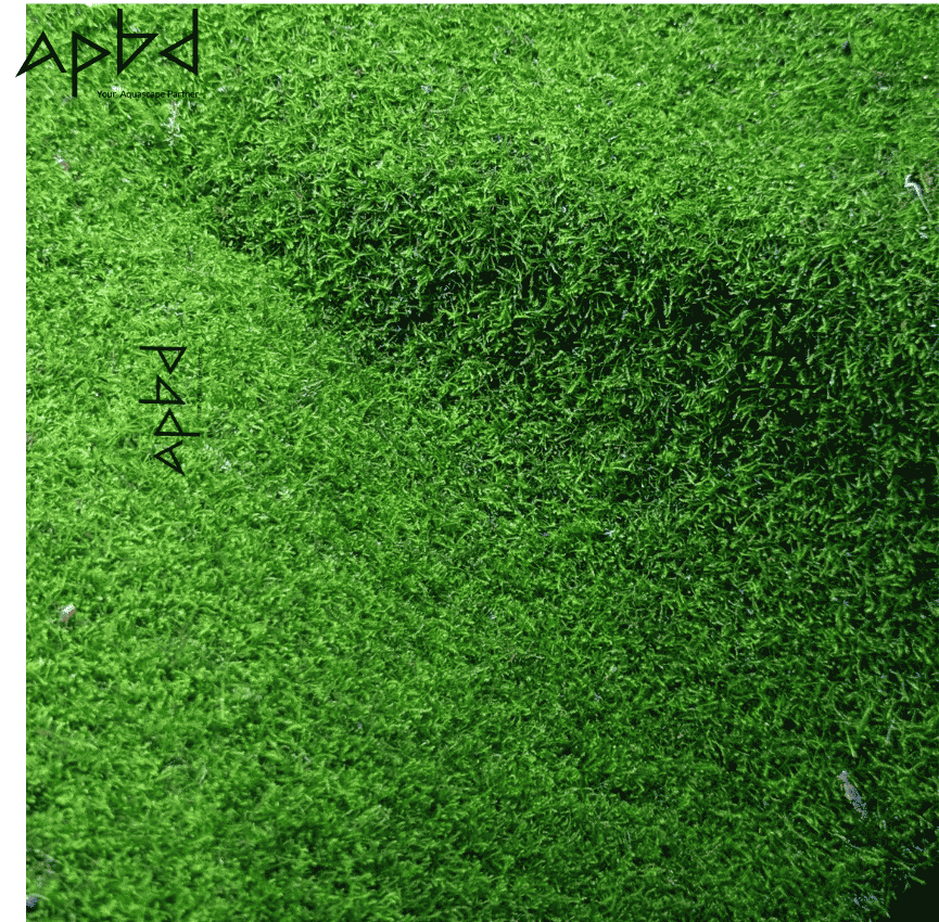 Terrarium Sheet Moss Type-4 (Easy Care - 10x8 Inch) | Live Moss for Terrariums & Paludariums | Bangladesh (BD) | Price: 1500 TK