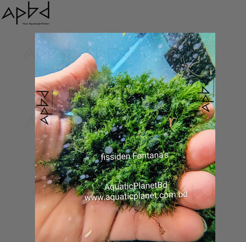 FISSIDEN FONTANAS MOSS