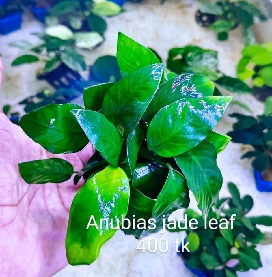 Anubias jade leaf
