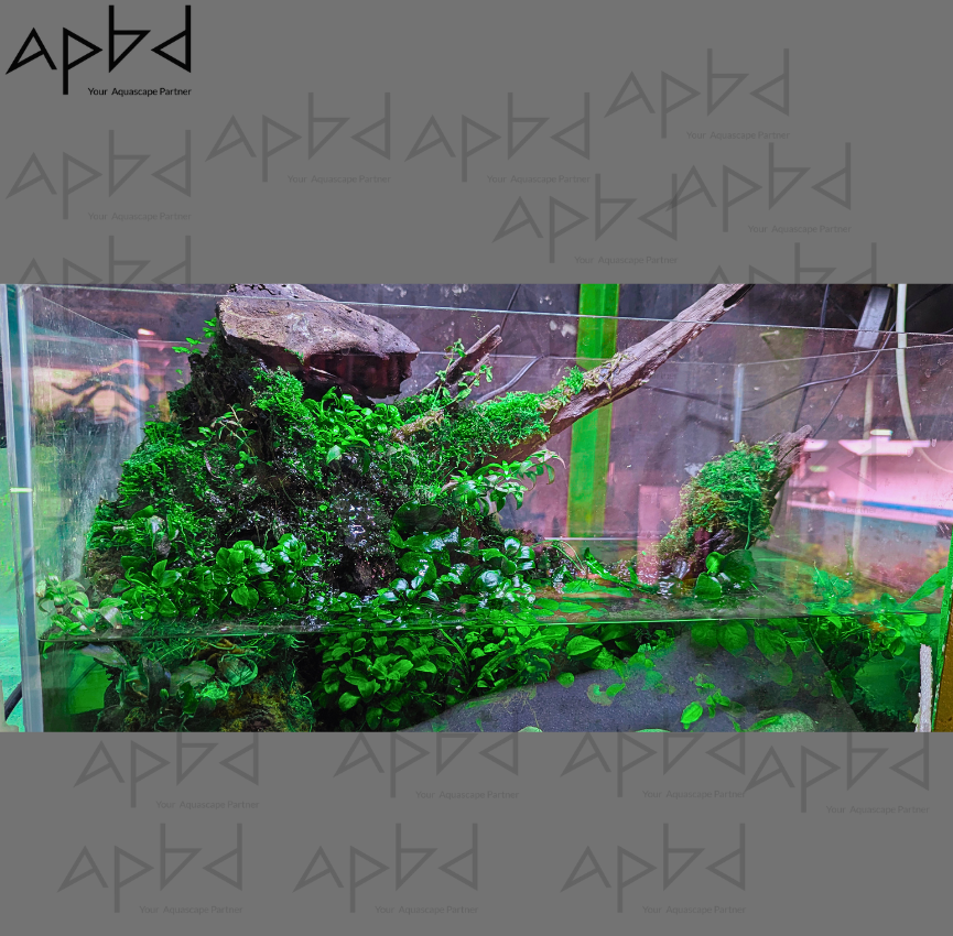 Custom Built Paludarium with Integrated Waterfall | Imported Hardscape & Premium Plants