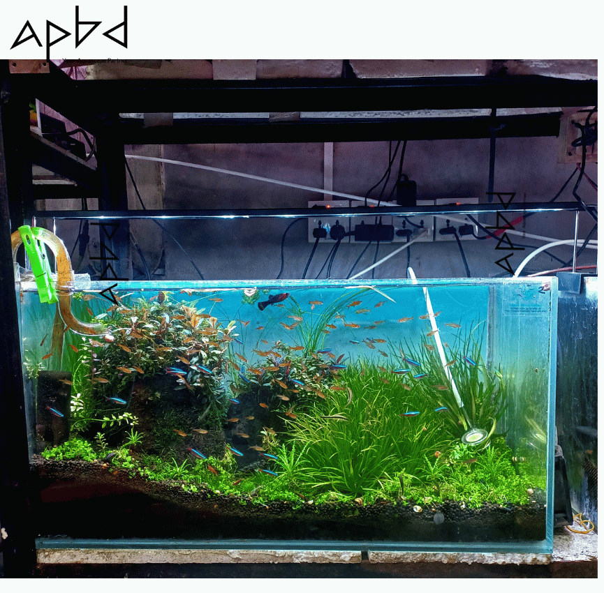 Full Spectrum WRGB Planted Aquarium Light (3 Modes: White, RGB, WRGB) For 5ft-5.5ft tank | Vivid Color LED | Bangladesh (BD) | Price: 8500 TK