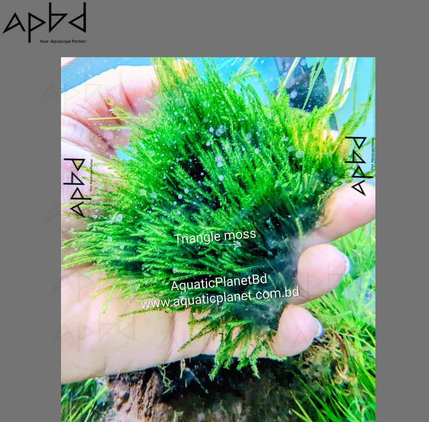 TRIANGLE MOSS
