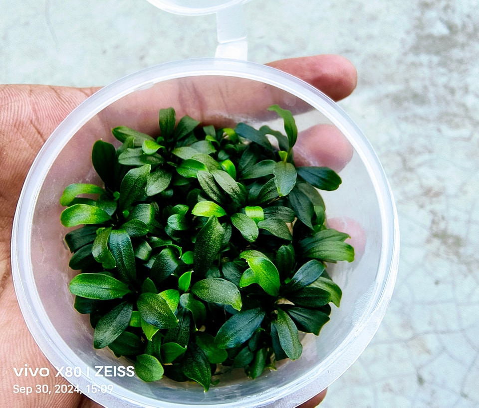 Bucephalandra Browni Ghost (TC Pot)