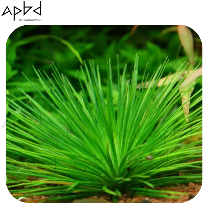 Eriocaulon cinereum (Feather Star) - High-Tech Plant