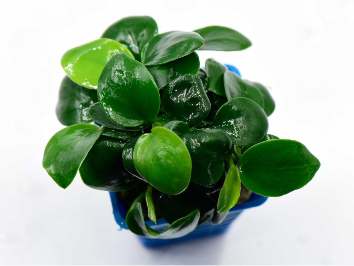 Anubias Nana Black